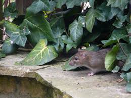 Rats in the Garden