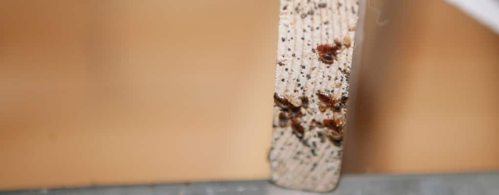 Bed bug eggs and how to identify them | JG Pest Control
