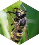 Common and German Wasp