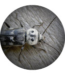House Longhorn Beetle