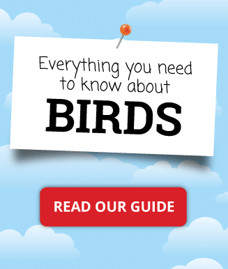 Birds - All you need to know