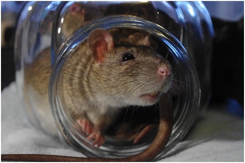 Rise of the super rat Rise of the super rat