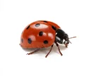 Ladybirds