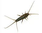 Silverfish