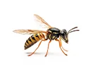 Wasps and Bees