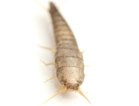 Silverfish