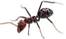 ant pest control