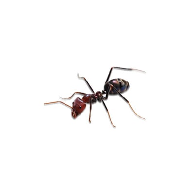 ant pest control