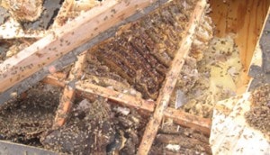 bee hive removal