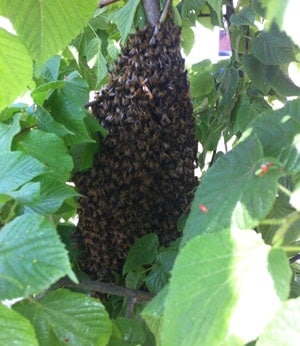 bee swarm pest control