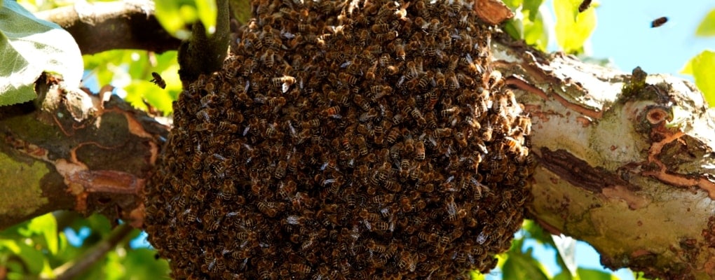 Bee swarm removal