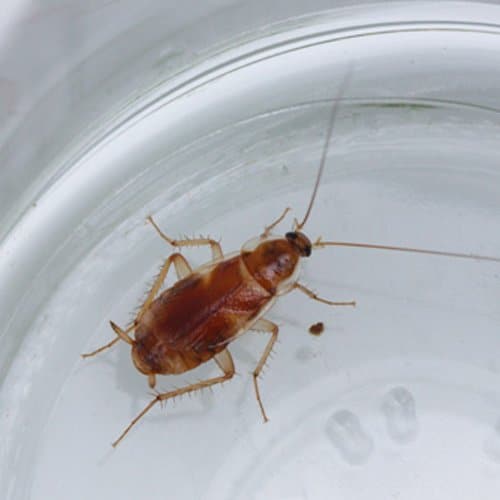 brown banded cockroach