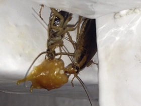 cockroach gel pest removal