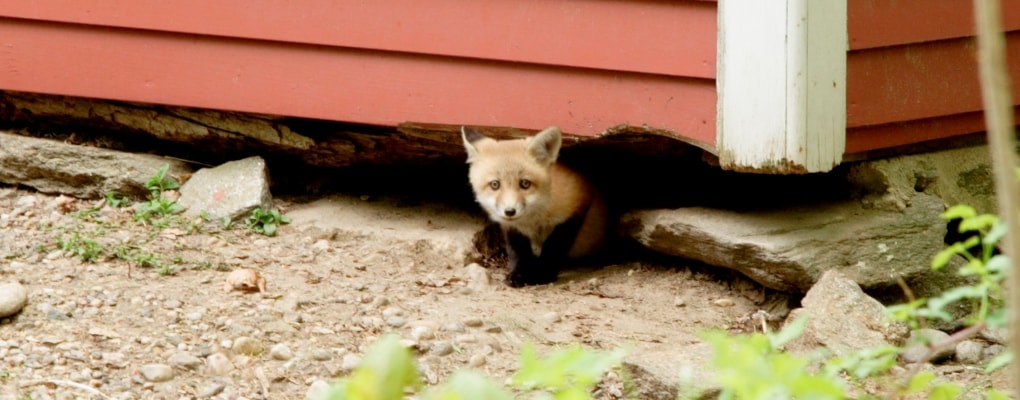fox pest contol