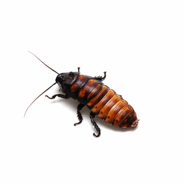 hissing cockroach