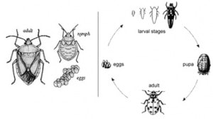 insect life cycle