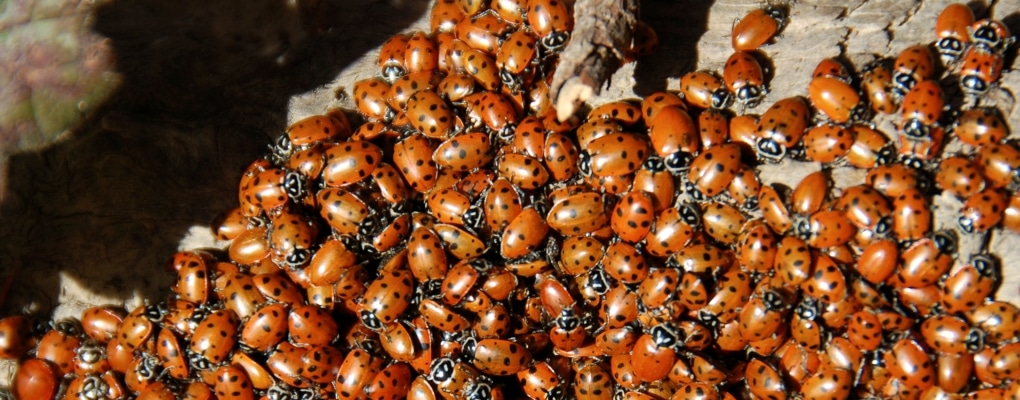 How do you control a ladybug infestation?