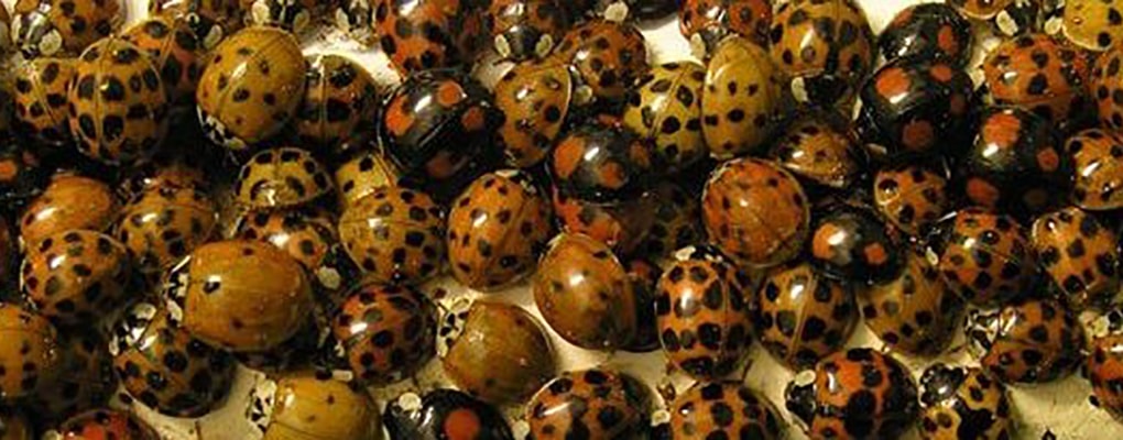 ladybirds