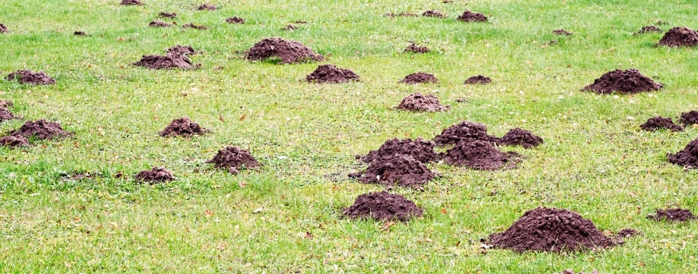 Mole mounds