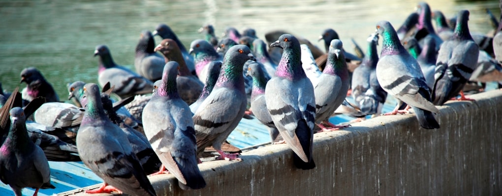 Pigeons bird control