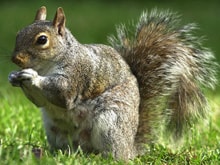 squirrel pest control