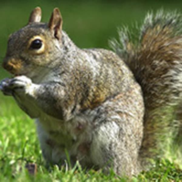 squirrel-pest-control