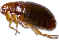 flea pest control removal