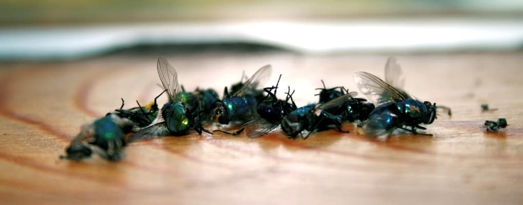 Flies