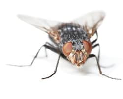 fly pest control removal