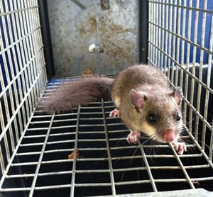 glis glis pest control