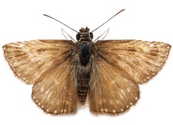 moth pest control
