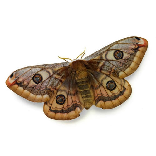 moth-problem