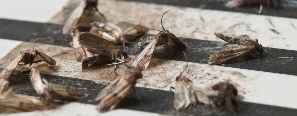 dead moths from infestation