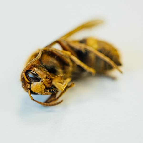 dead wasp