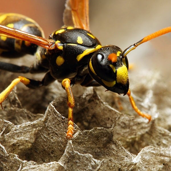 wasp