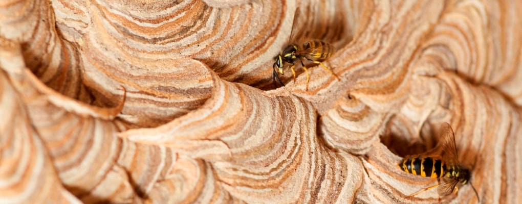 busy wasps on their home