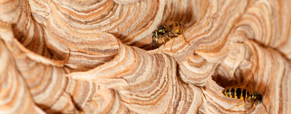 yellow wasp nest