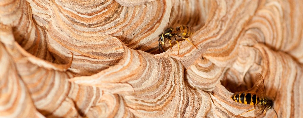 wasps