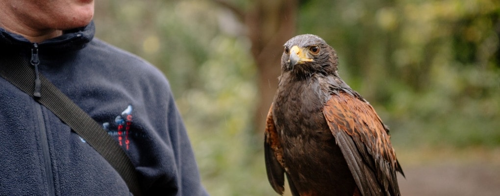 bird of prey pest control