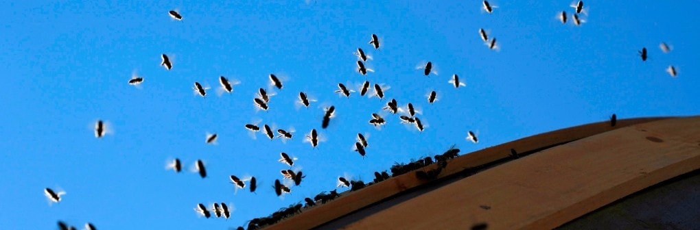 flying insects