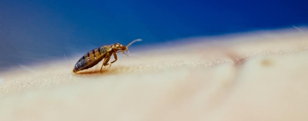 bed bug crawling