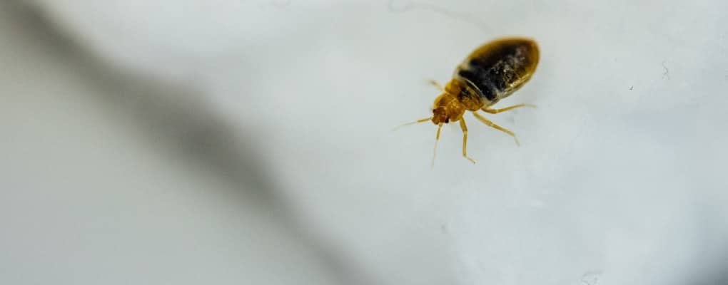 bed bug close up