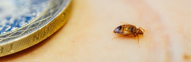 bedbug size