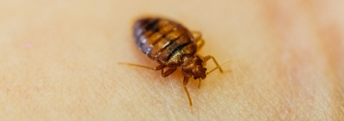 bedbug-size