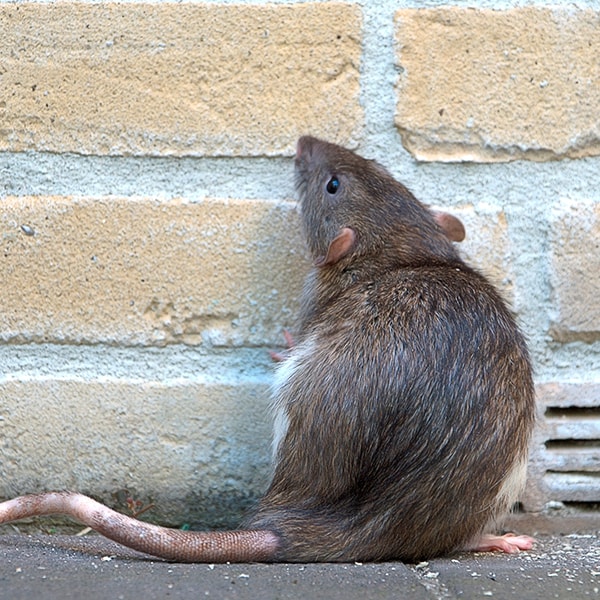 rat