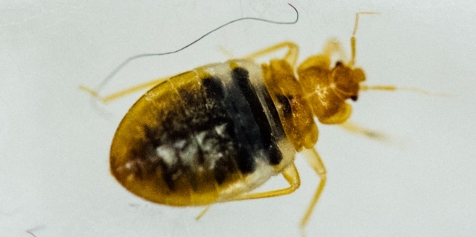 bedbug-size