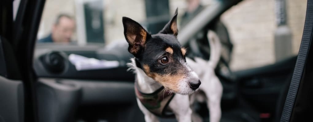 bed bug sniffing dog