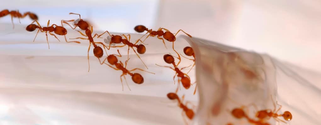 ants infest