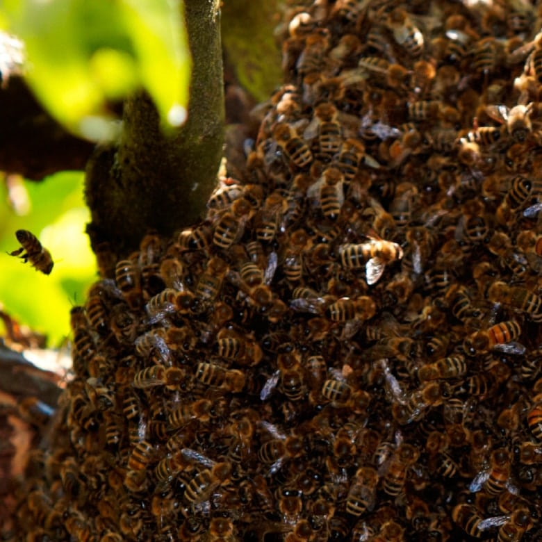 bee nest