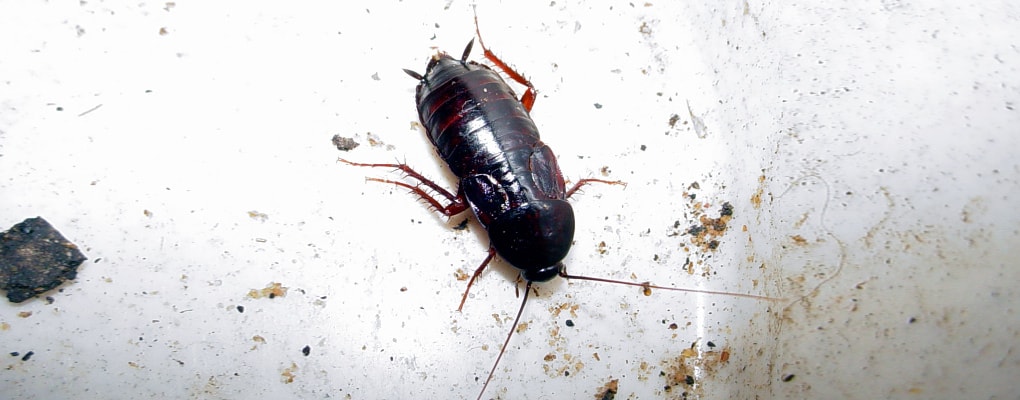 cockroach bites
